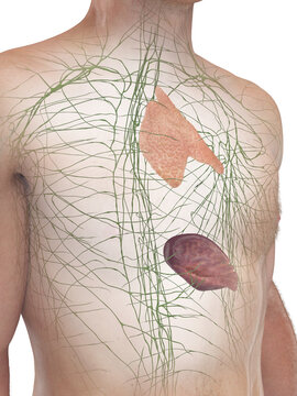 A Detailed 3D Depiction Of The Lymphoid Organs Of A Male