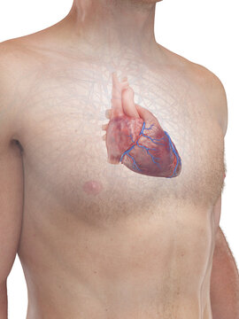 Illustrated 3D Model Showing The Heart Of A Male