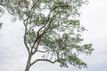 Fototapeta premium Strong tree branches with vibrant green foliage under sunlight. Big tree with rich green leaves and a strong branch system. Majestic tree with thick branches and fresh green leaves. 
