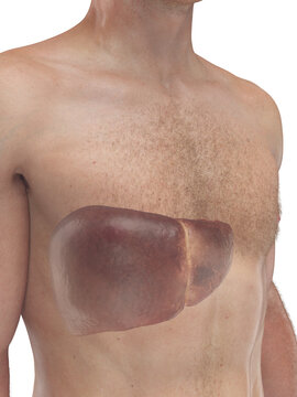Accurate 3D Depiction Highlighting The Liver of a Male Man
