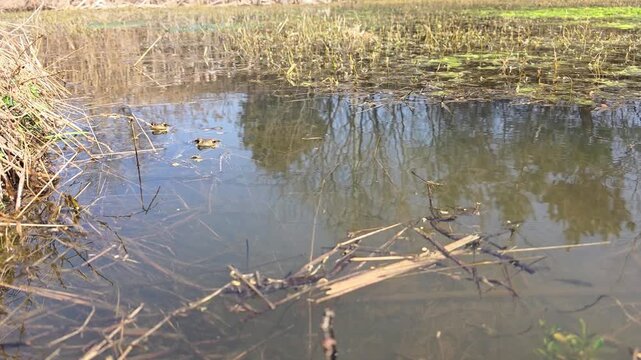

Bufo gargarizans; Asiatic Toad Swimming Underwater in a Spring Wetland 2

