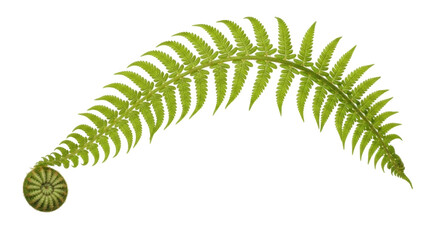 Isolated unfurling fern frond with fiddlehead, fresh young spring plant against no background © Ivan