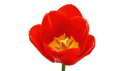 Fototapeta premium Isolated red tulip flower, a vibrant bloom on a single stem against a neutral backdrop