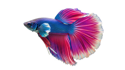 Fototapeta premium Isolated bright blue-and-pink Betta fish, Siamese fighting fish swimming in aquarium water