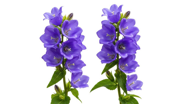 Isolated Two sprigs of campanula with blue bell shaped flowers on a bright background