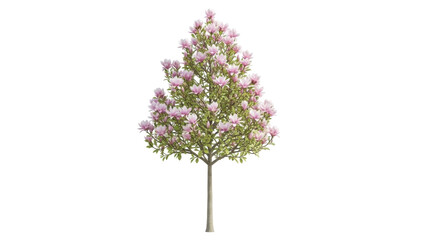 Isolated flowering tree, a lovely magnolia in bloom, featuring delicate pink petals © Ivan