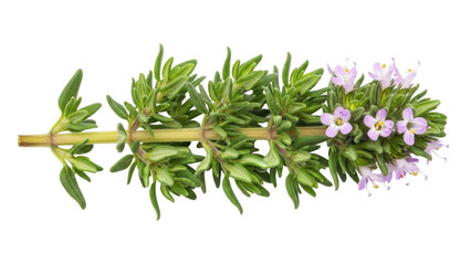 Obraz premium Isolated thyme branch with flowers, aromatic culinary herb used in cooking for flavoring food