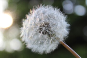 dmuchawiec i zachodzące słońce nad polem © Dariusz