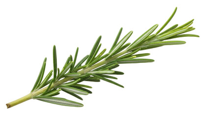 Obraz premium Isolated sprig of rosemary, evergreen herb used as seasoning in cooking and cuisine