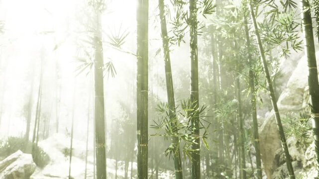 Vertical bamboo avenue in soft light, slender trunks forming rhythmic vertical lines, gentle mist adding depth, composition conveys solitude, reflection,