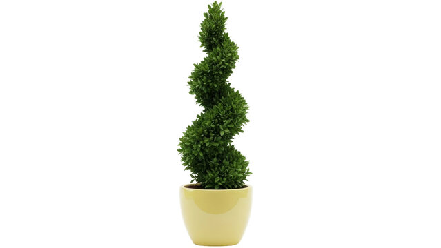 Isolated Spiral Boxwood Topiary in Pot, Indoor Decorative Plant, Natural Green Foliage