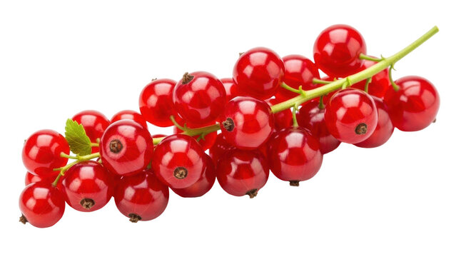 Isolated branch of red currants a tart berry with juicy and ripe fruit on a stem ready to eat