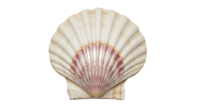 Isolated scallop shell still life, open mollusk shell with pink and beige interior color