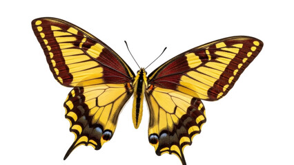 Isolated Tiger Swallowtail Butterfly specimen with wings spread, brilliant natural color © Ivan