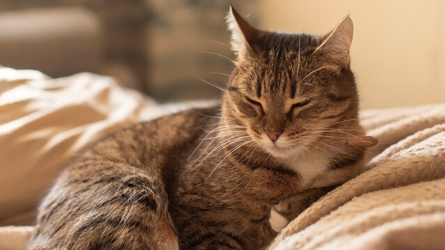A small brown tabby cat rests comfortably on a soft blanket. The cat has closed eyes and a relaxed posture, enjoying a cozy indoor environment.