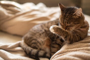 A small brown tabby cat is grooming itself on a soft beige blanket. it has distinctive stripes and a fluffy tail, creating a cozy atmosphere.