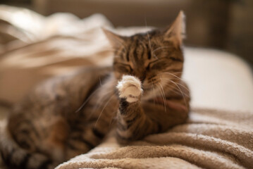 A fluffy brown tabby cat is grooming itself on a soft blanket. The cat has distinct stripes and a relaxed posture, showcasing its playful nature. © Ksu