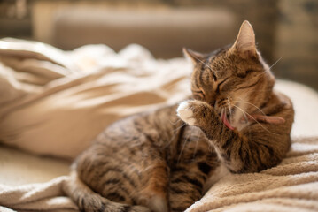 A small brown tabby cat is grooming itself on a soft blanket. it has distinctive stripes and a relaxed posture, creating a cozy atmosphere.