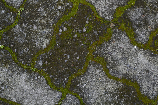 moss on coblestone