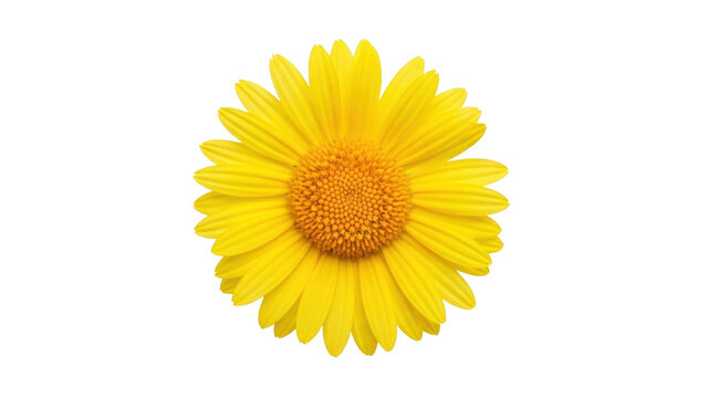 Isolated yellow daisy flower head in full bloom, bright floral imagery, beauty in nature