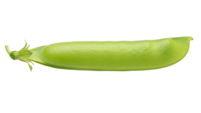 Isolated fresh organic snow pea pod, macro studio shot, sugar snap pea, plant detail