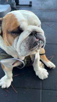 Majestic dog view. Noble profile of bulldog with attentive gaze