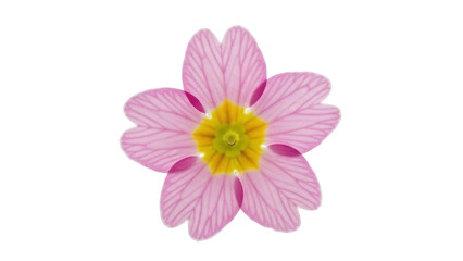 Isolated Primrose Flower, pink petals with yellow center, close-up for gardening and botanical use