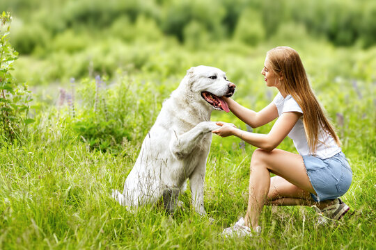 Young woman with Central Asian Shepherd dog in summer meadow, pet owner lifestyle.