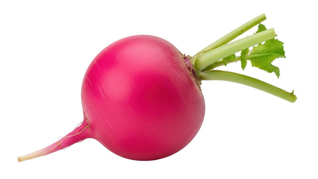 Isolated radish bulb with green leaves on stem, garden vegetable root crop, natural food