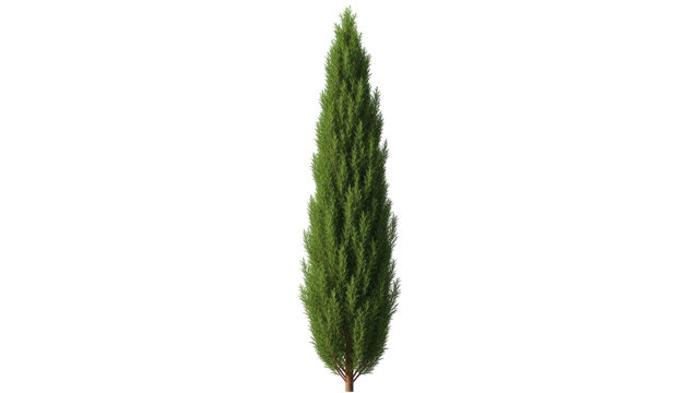 Isolated evergreen cypress tree, Italian columnar shape, for landscaping and design use