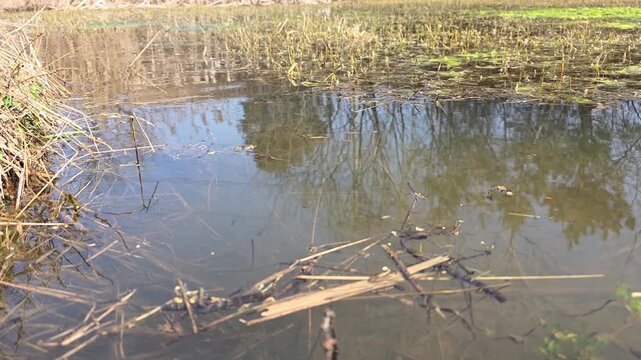 


Bufo gargarizans; Asiatic Toad Swimming Underwater in a Spring Wetland 8

