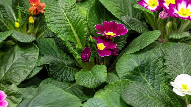 Primrose Timelapse of First Spring Flower Blossom. Primula Vulgaris Background