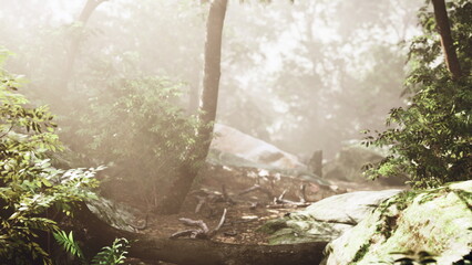 Obraz premium morning mist forest trail revealing sunlit rocks and damp leaf litter, soft beams filtering through canopy, mosscovered boulders lining path, quiet atmosphere