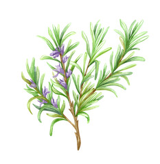 Fototapeta premium watercolour Rosemary Design elements illustration.