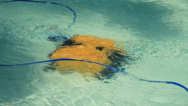 Robot cleans a pool on a sunny day. Pool cleaning concept for hotels, resorts and villas.