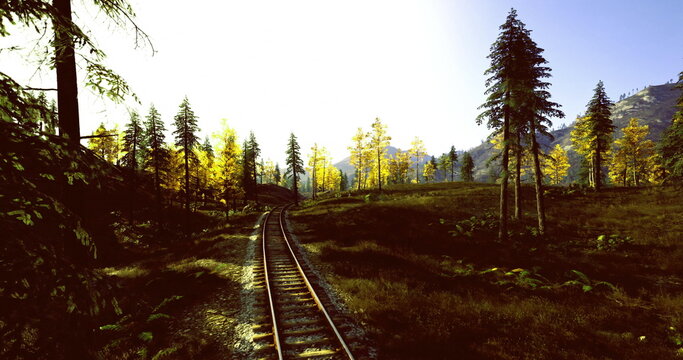 Sunlit railroad track through pine forest, abandoned spur leading toward bright horizon with dewdamp grasses and scattered ballast, warm golden light filtering