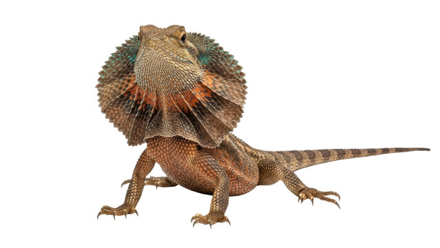 Isolated Frilled Lizard with Colorful Neck Frill, Close-Up Side View on a Bright Background