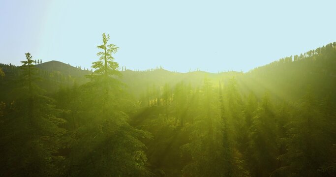 sunlit clearing at sunrise ideal for meditation and yoga retreat with soft rays filtering through pines, tranquil mood, gentle glow and breathable outdoor