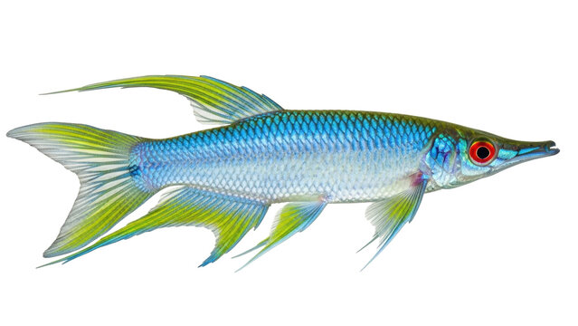 Isolated Threadfin Rainbowfish, a species of fish in the subfamily Melanotaeniinae and family Melanotaeniidae