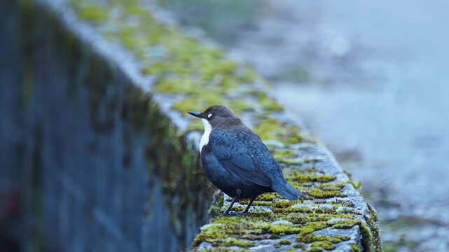 White throated dipper - Cinclus cinclus
