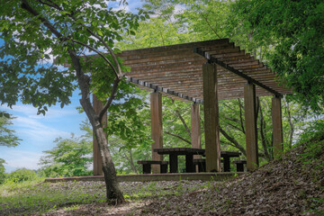 公園の新緑と青空