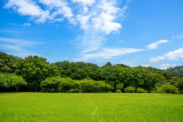 Obraz premium 公園の新緑と青空