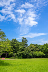 Obraz premium 公園の新緑と青空