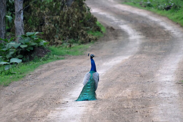 Obraz premium Indian peacock walking along a winding dirt road in forest, wildlife bird in natural habitat