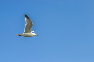 Obraz premium Seagull flying on a blue sky