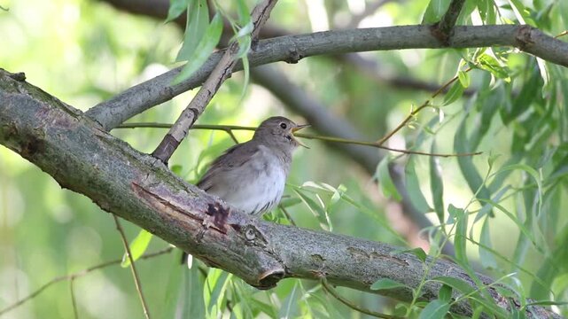 Thrush Nightingale, Luscinia luscinia. A bird sits on a tree branch and sings