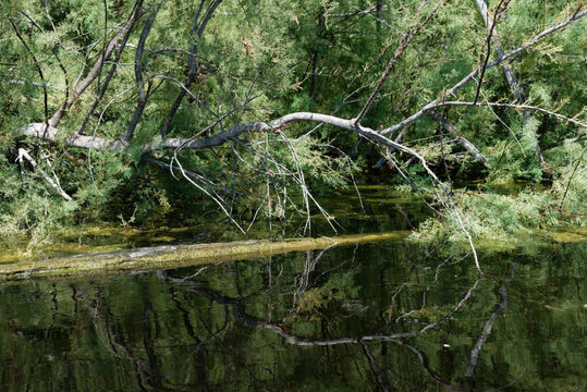 Frankreich - Korsika - Teich U Stagnolu de Bagheera