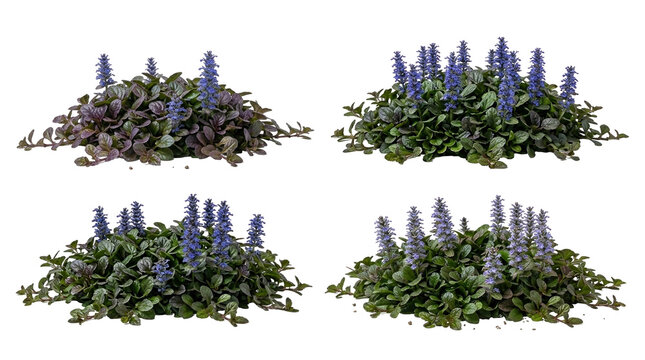 ajuga reptans, bugleweed, groundcover, blue flowers, garden plant, carpet bugle, isolated collection of blossoming perennial clusters with purple foliage on a black background.