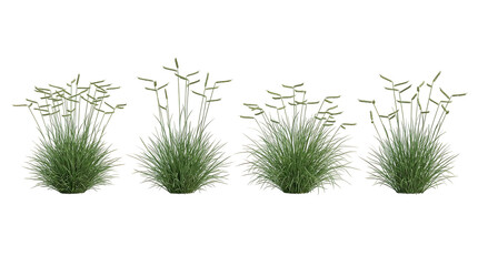 Fototapeta na wymiar Blue grama grass, Bouteloua gracilis, grass clump, mosquito grass, ornamental grass, native grass, prairie plant set isolated on black background for xeriscaping and garden design.