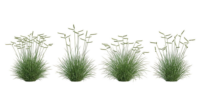 Blue grama grass, Bouteloua gracilis, grass clump, mosquito grass, ornamental grass, native grass, prairie plant set isolated on black background for xeriscaping and garden design.